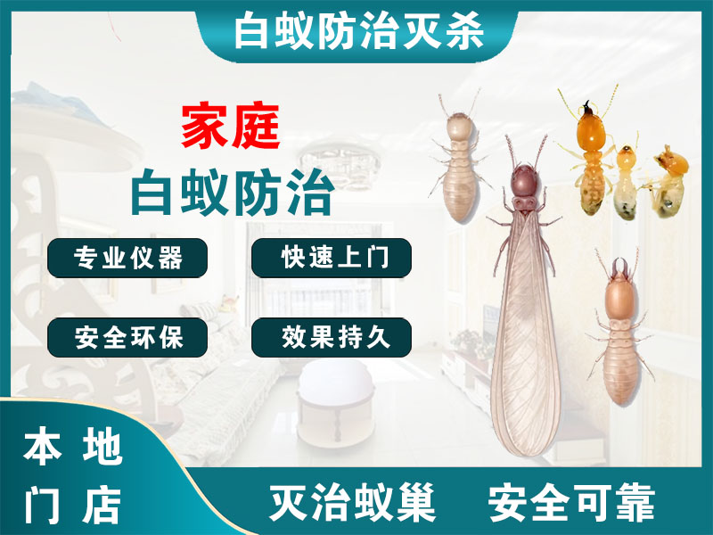 萧山家庭白蚁防治