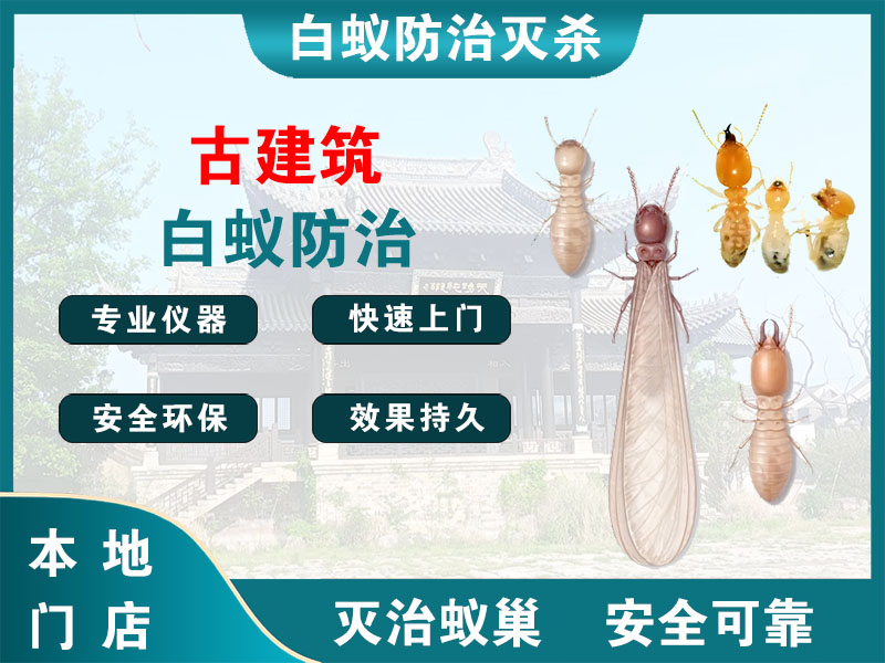 萧山古建筑白蚁防治
